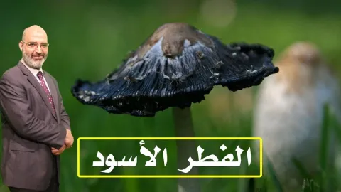 الفطر الأسود  | الطب الآمن