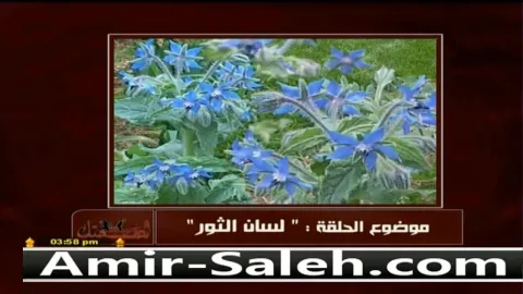 فوائد عشب لسان الثور أو الحمحم  | خمسة لصحتك